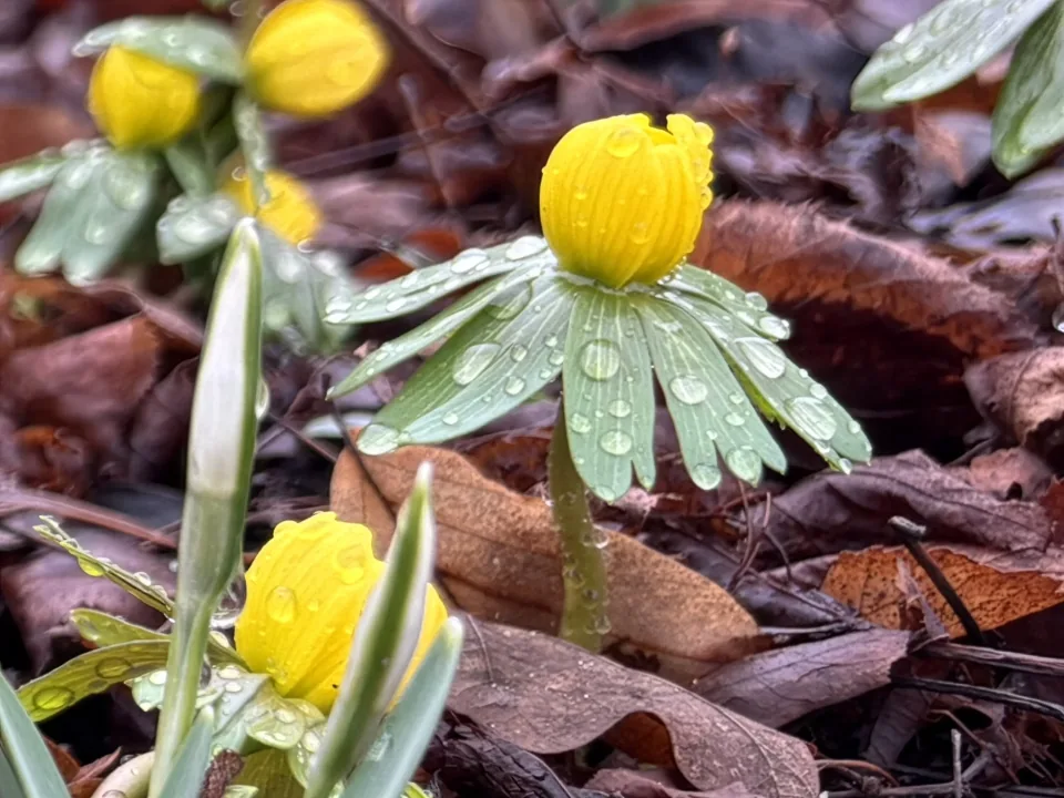 Små gule blomster med regndråber blandt grønne og visne blade, Fotograf: Heidi Søndergård Mathiesen