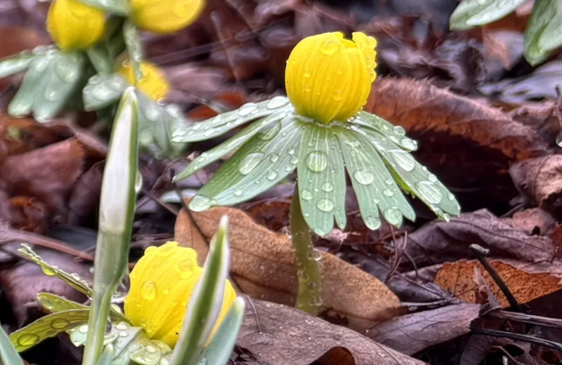 Små gule blomster med regndråber blandt grønne og visne blade, Fotograf: Heidi Søndergård Mathiesen
