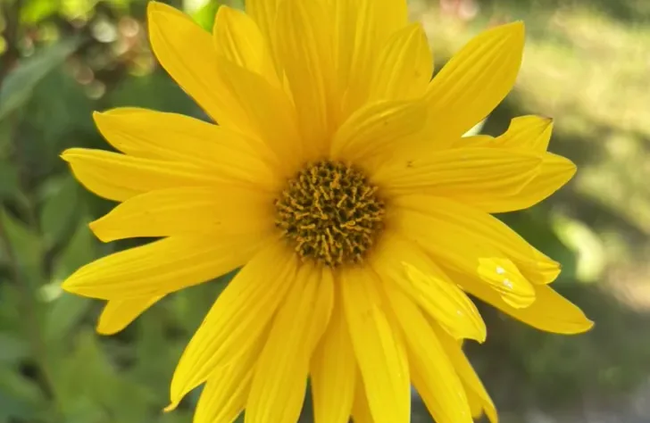 Stor gul blomst i nærbillede mod en grøn baggrund, Fotograf: Heidi Søndergård Mathiesen