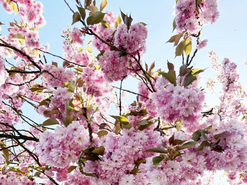 Lyserøde blomster på et træ mod en klar blå himmel, Fotograf: Heidi Søndergård Mathiesen
