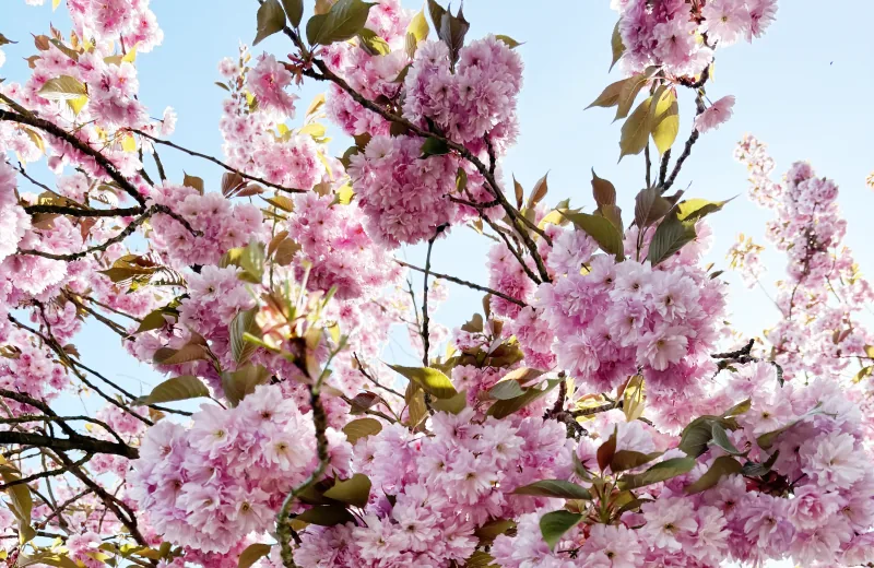 Lyserøde blomster på et træ mod en klar blå himmel, Fotograf: Heidi Søndergård Mathiesen