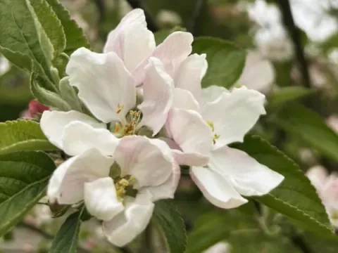 Hvide og lyserøde blomster omgivet af grønne blade, Fotograf: Heidi Søndergård Mathiesen