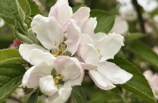 Hvide og lyserøde blomster omgivet af grønne blade, Fotograf: Heidi Søndergård Mathiesen